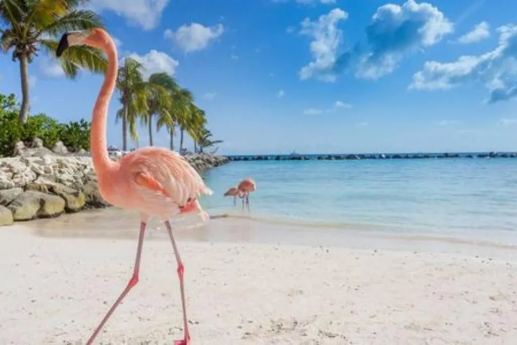 Opa Sml Cute Beach Apartment Savaneta Aruba